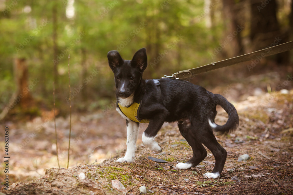 Small black puppy in a yellow harness on a leash while walking in the park