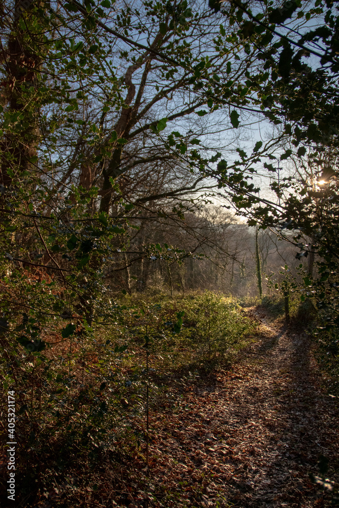 a pathway through the wood land aria of a nature reserve at Ynys-hir