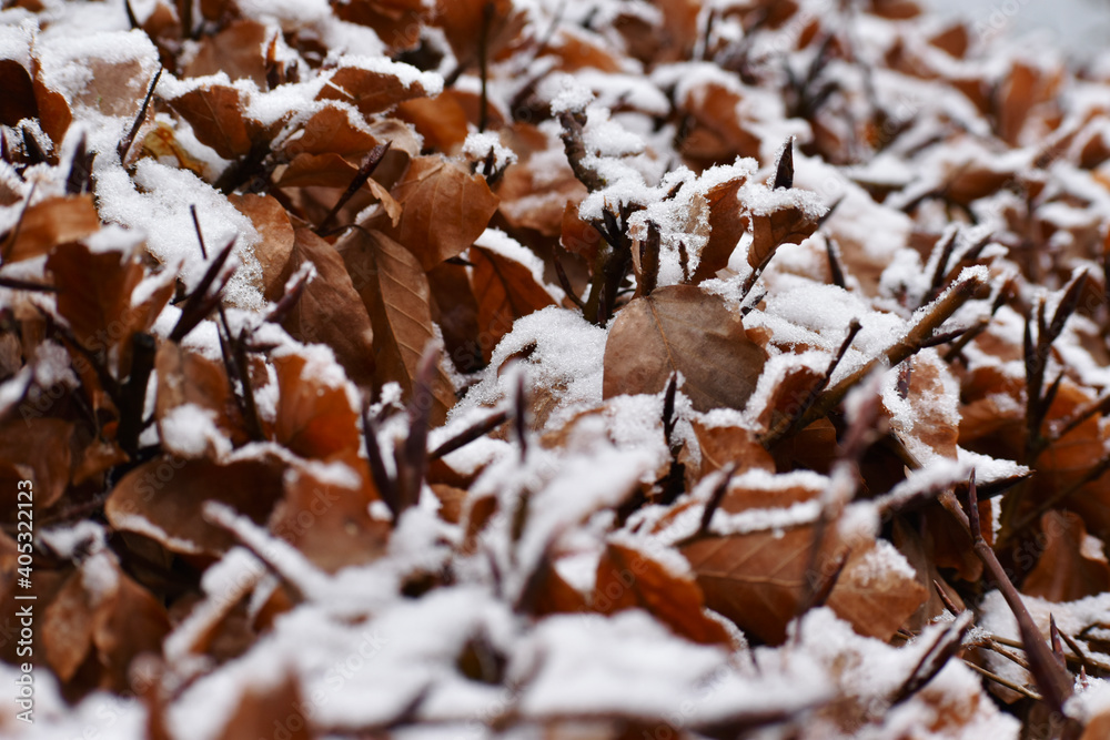 Closeup of dry leaves covered with snow