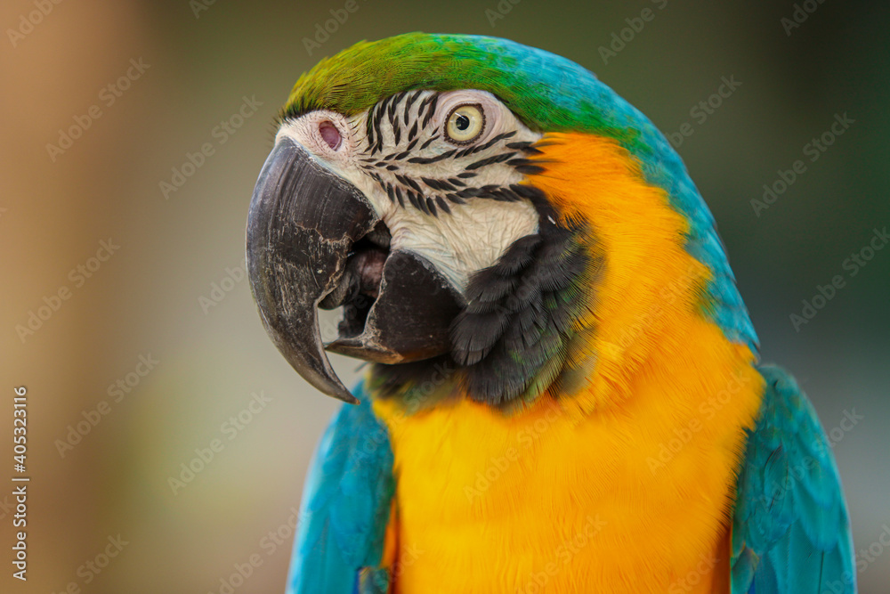 Portrait of a macaw