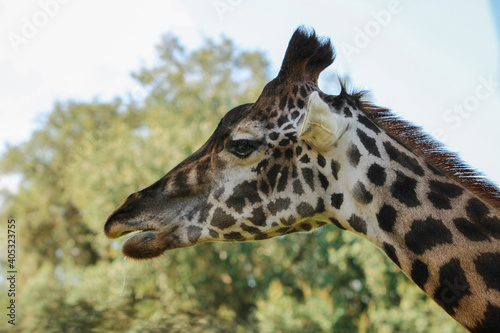 close up of giraffe head