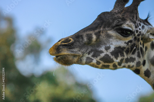 head of giraffe