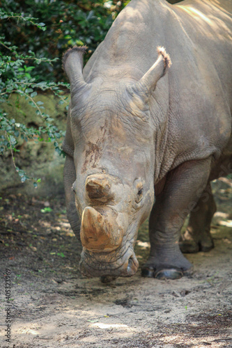 rhino in the wild © LifeGemz