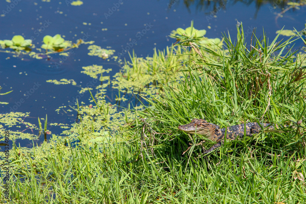 Fototapeta premium Young alligator in the grass