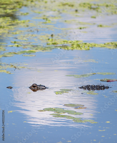 Florida Alligator swimming in the water 