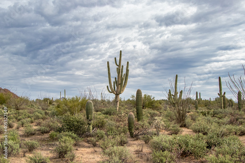 Beautiful saguaro cacti in arid wilderness of Arizona's Sonoran Desert - Saguaro National Park, Tucson, Arizona, USA