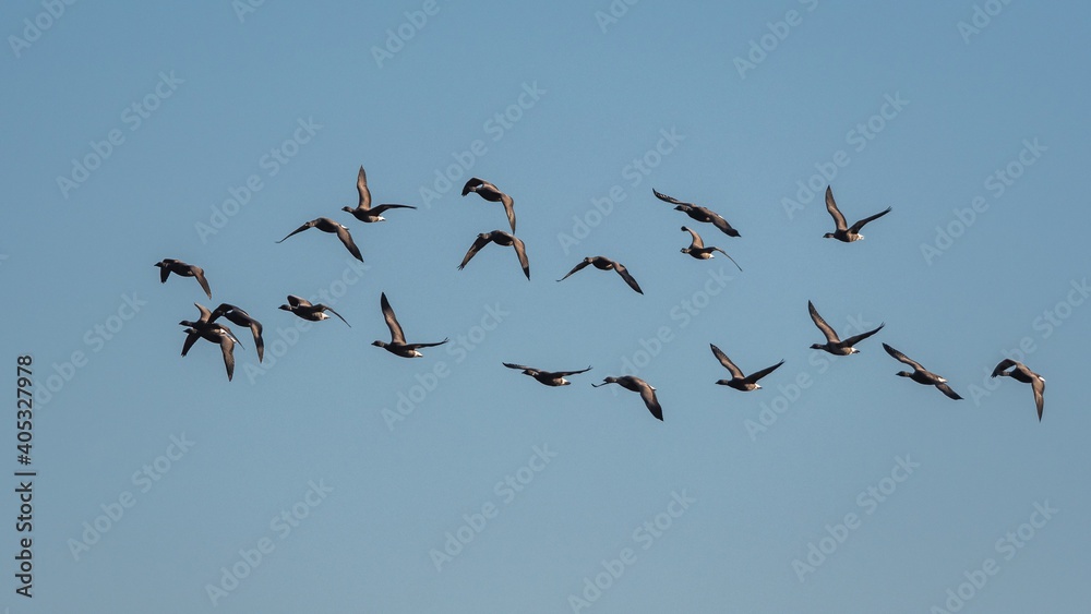 Brent Geese in flight, Brent Goose, Branta bernicla in Devon in England, Europe Brent Geese in flight, Brent Goose, Branta bernicla in Devon in England, Europe