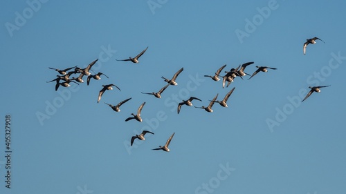 Brent Geese in flight, Brent Goose, Branta bernicla in Devon in England, Europe