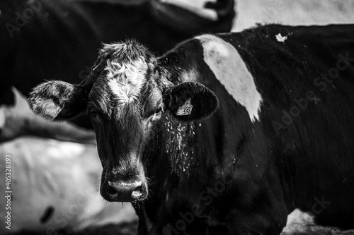 BW Cow