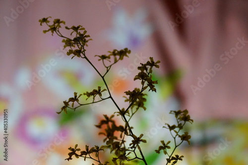 小型の蘭のシルエットと背景のオリエンタルな柄の布