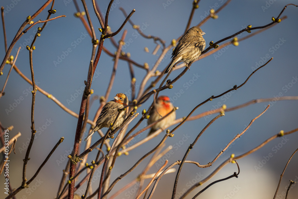 Portrait of small red house finch (haemorhous mexicanus) bird sitting perched on tree branches with soft background
Portrait of small red house finch (haemorhous mexicanus) bird sitting perched on tree branches with soft background
