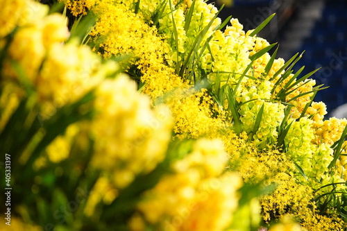 群生している蘭の黄色い花