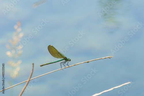 green and yellow dragonfly sitting on a blade of yellow grass at water