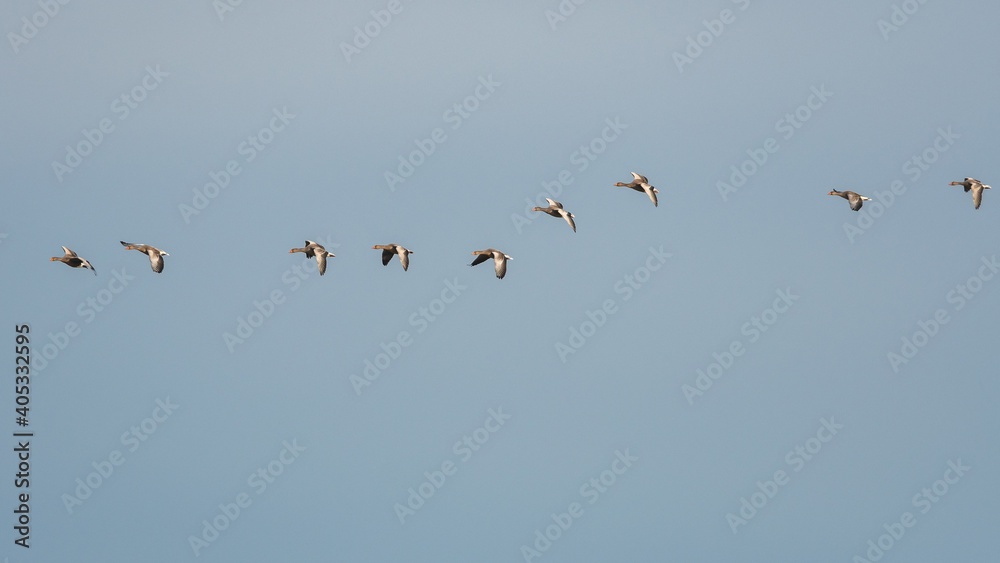 Obraz premium Greylag Geese, Greylag Goose, Anser anser in flight on the sky