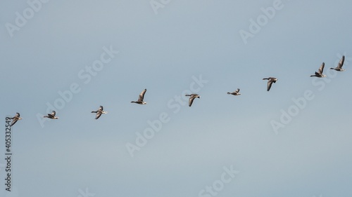 Greylag Geese, Greylag Goose, Anser anser in flight on the sky