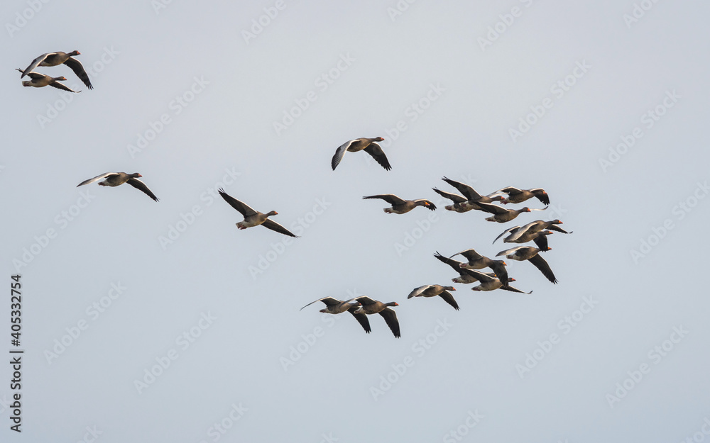 Greylag Geese, Greylag Goose, Anser anser in flight on the sky