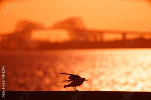 夕方のユリカモメと橋梁