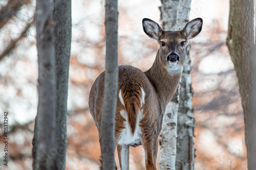 Canvas Female white-tailed deer (Odocoileus virginianus) in a Wisconsin woods
