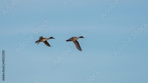Northern Pintail, Anas acuta birds in flight on the sky