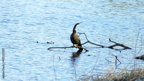 Bird on a tree root at pond