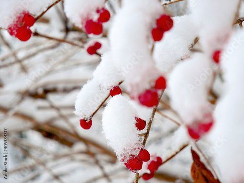 red berries in snow