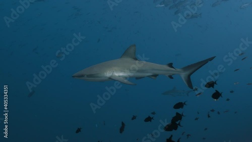 Wallpaper Mural Grey Reef Shark swims close past camera Torontodigital.ca