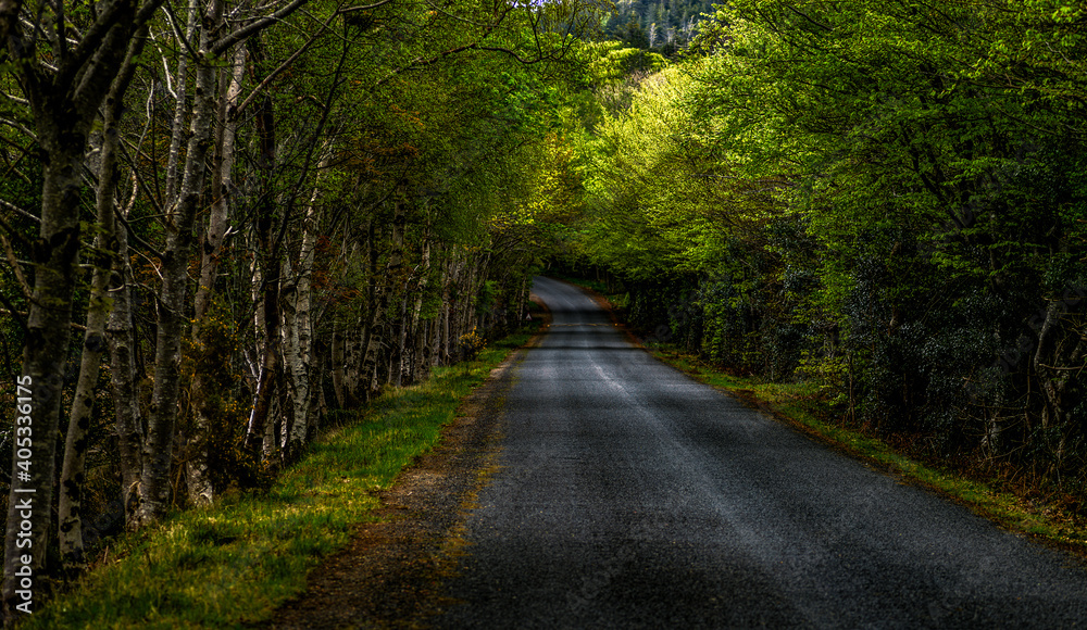 Obraz premium Empty road in the autumn forest