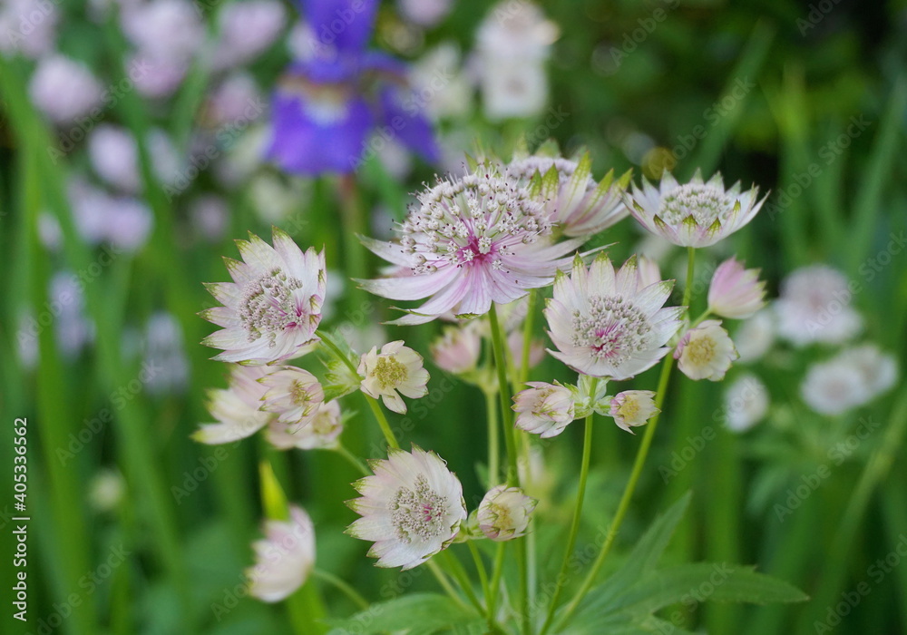 Beautiful and delicate Astrantia major flowers close up. Common name Great Masterwort. Beautiful and delicate Astrantia major flowers close up. Common name Great Masterwort.