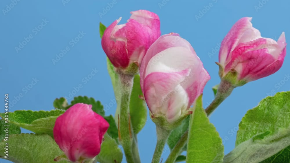 Macro time lapse apple tree flowers opening on blue background Macro time lapse apple tree flowers opening on blue background