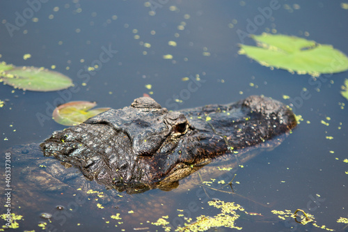 Alligator in the Florida water 