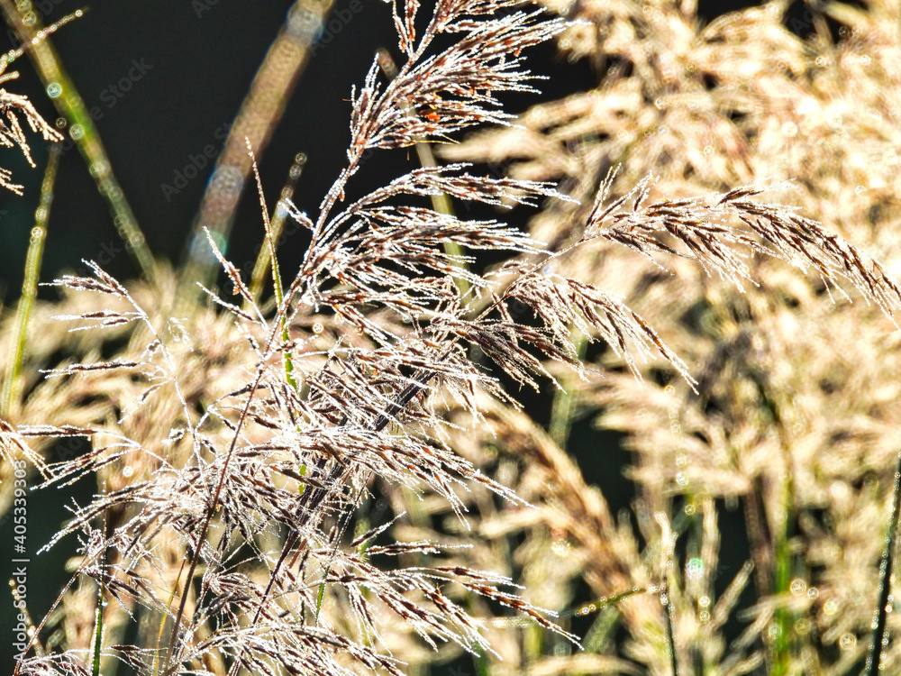 Stems of Reed Grass Shimmer in the Morning Sun: Dew droplets glisten off the branches of reed grass on an early summer morning Stems of Reed Grass Shimmer in the Morning Sun: Dew droplets glisten off the branches of reed grass on an early summer morning