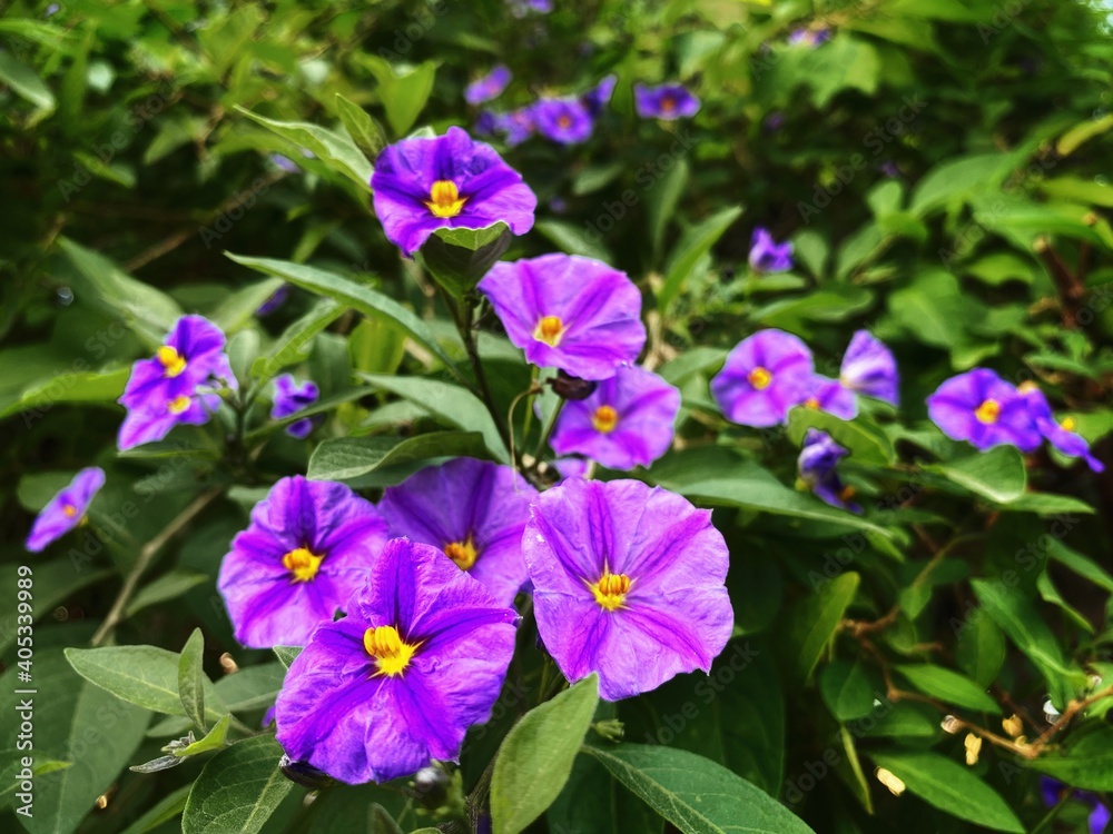Beautiful violet viola flowers in spring with green leaves in the background Beautiful violet viola flowers in spring with green leaves in the background