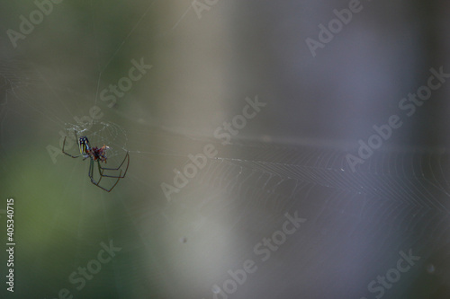 spider on the web © LifeGemz
