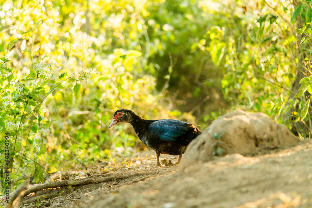 Fototapeta premium A duck that is foraging in the evening