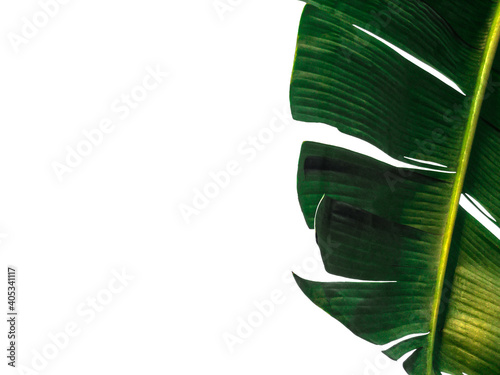 Close-up banana leaf on white background, isolated.