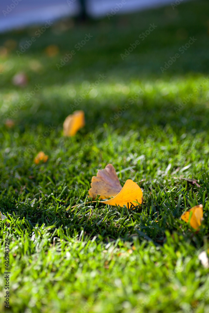 Ginkgo leaves on autumn meadow Ginkgo leaves on autumn meadow