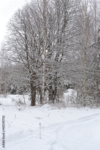 Forest covered by snow in Winter Landscape © Helena