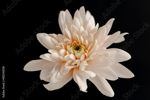 Fototapeta Naklejka Na Ścianę i Meble -  white flower isolated on black