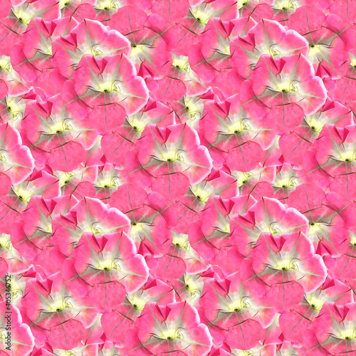Petunia. Illustration, texture of flowers. Seamless pattern for continuous replication. Floral background, photo collage for textile, cotton fabric. For wallpaper, covers, print.