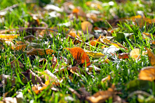 Yellow leaves falling on the grass in autumn