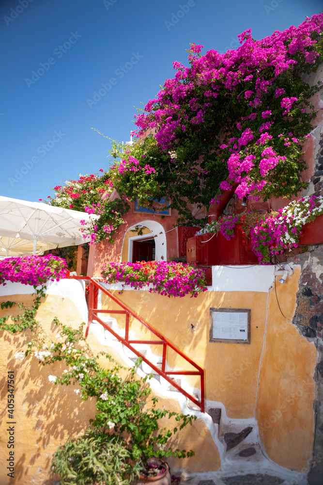 Travel Santorini Greece Day Flowers