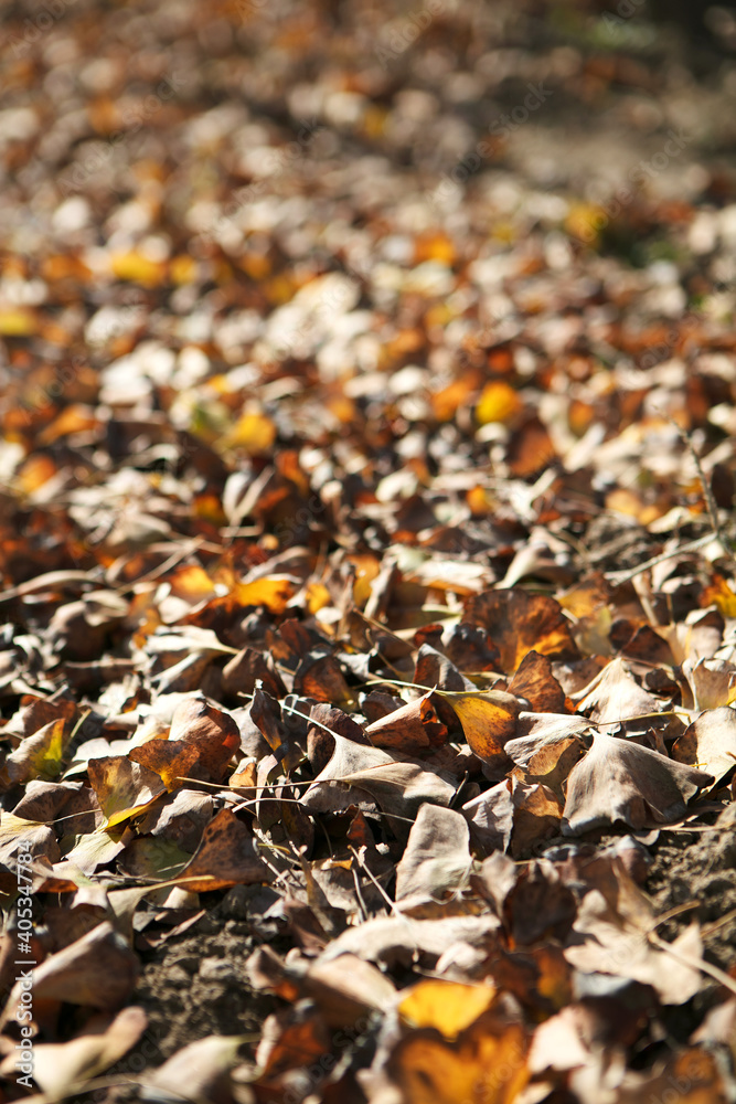 Dead ginkgo leaves spreading over the ground in late autumn