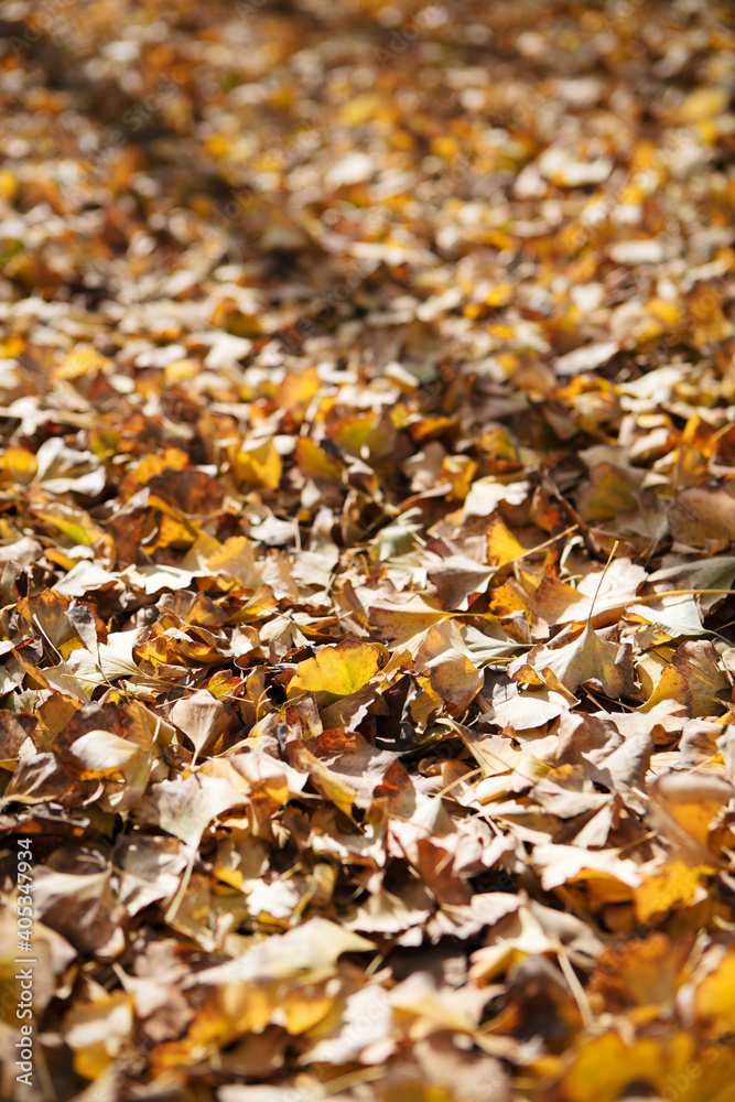 Ginkgo leaves covered with golden yellow