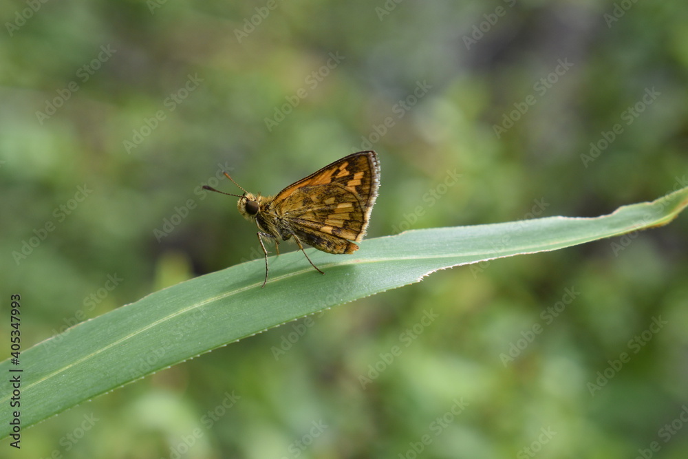 orange palm dart resting on a blade of grass, green bokeh background orange palm dart resting on a blade of grass, green bokeh background