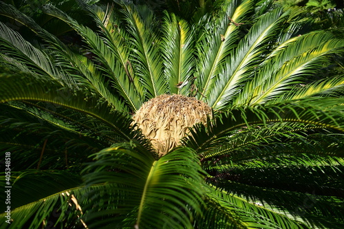 green cycad close up of fronds and brown new leaves in centre of crown, sunlit photo