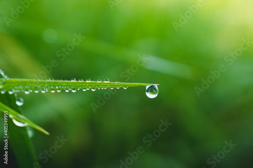 Water drop under green grass leaf in nature.Blurred green bokeh background.