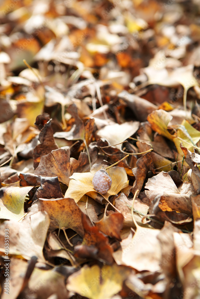 Golden ginkgo leaves falling all over the ground Golden ginkgo leaves falling all over the ground