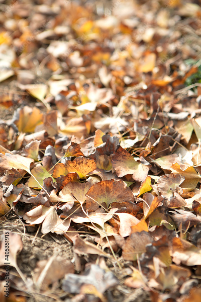 Ginkgo leaves falling all over the ground in autumn Ginkgo leaves falling all over the ground in autumn