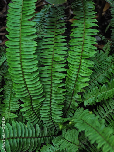 A vertical photograph of an edible trunk fern with large black stems and bright green leaves. Scientific name  Diplazium esculentum. Small Vegetable fern is a type of fern that can bring young leaves 