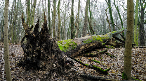 Fallen trunk in the forest between woods in winter